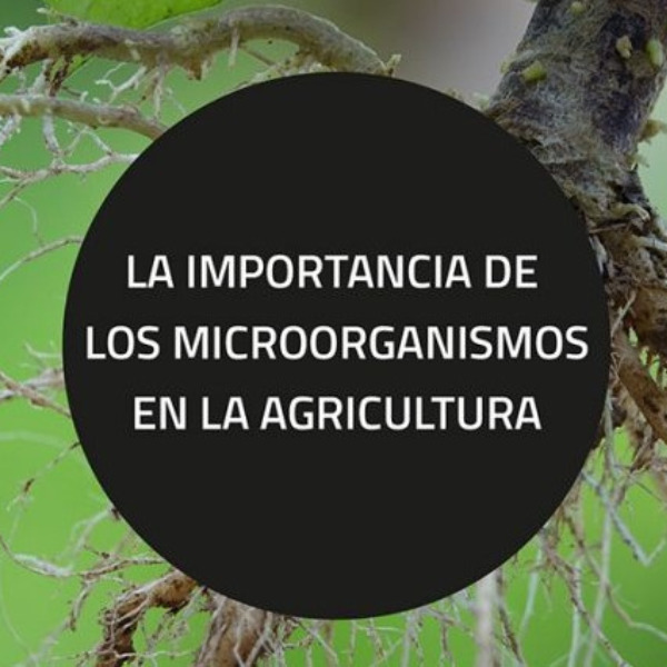 LA IMPORTANCIA DE LOS MICROORGANISMOS EN LA AGRICULTURA.￼